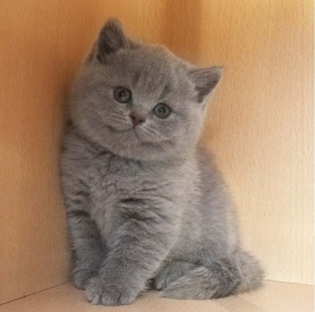 Коты и Кошки