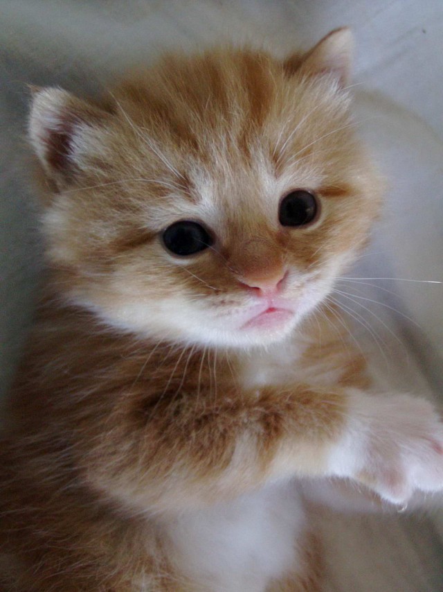 Коты и Кошки