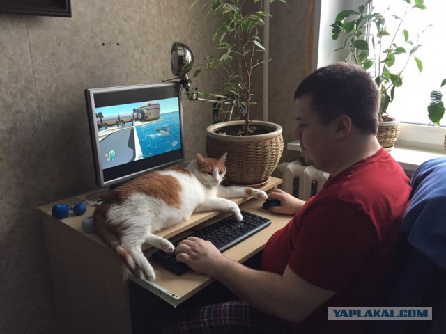 Котовторник 30.01.2018