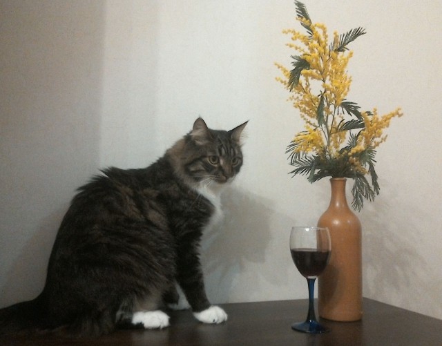 Котовторник 13.03.2018