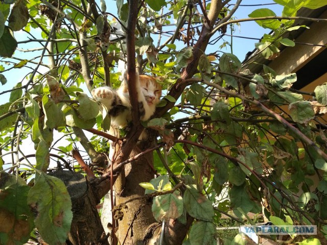 Котовторник 20.03.2018
