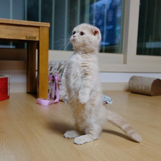 Прикольных котов пост