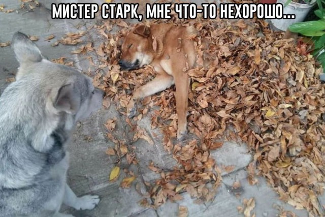 Нестандартный юмор