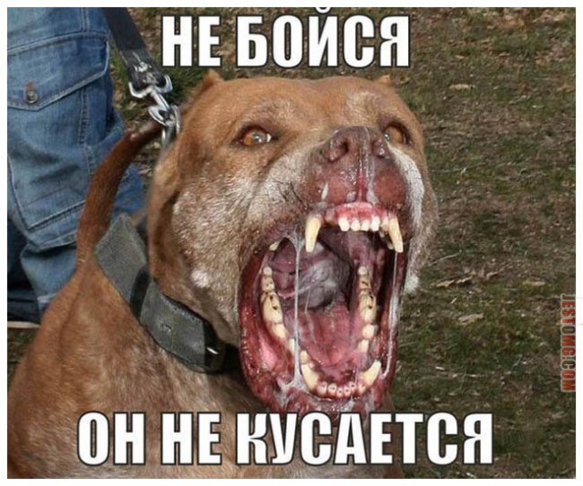 Видео: в Ростове бойцовский пес напал на семью с маленькими детьми