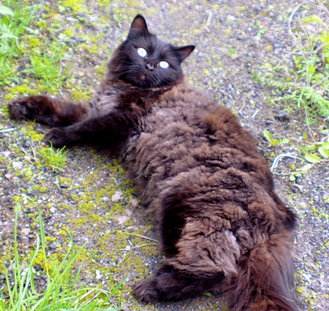 Котовторник 05.06.2018