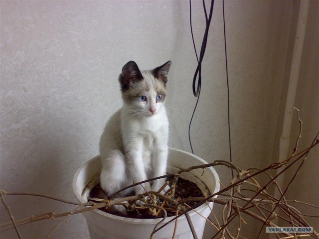Ура, котовторник! (01.07.2008)