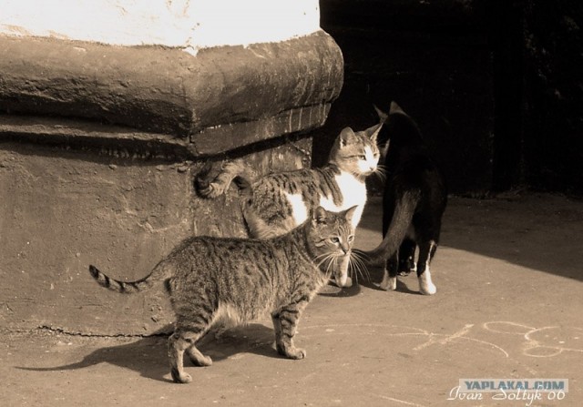 Коты на вторник на ЯПлакалъ (07.10.2008)