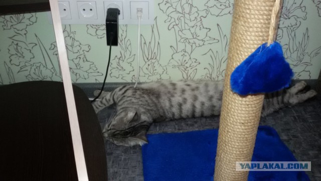 Котовторник 07.08.2018