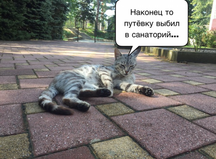 Коты Кубани