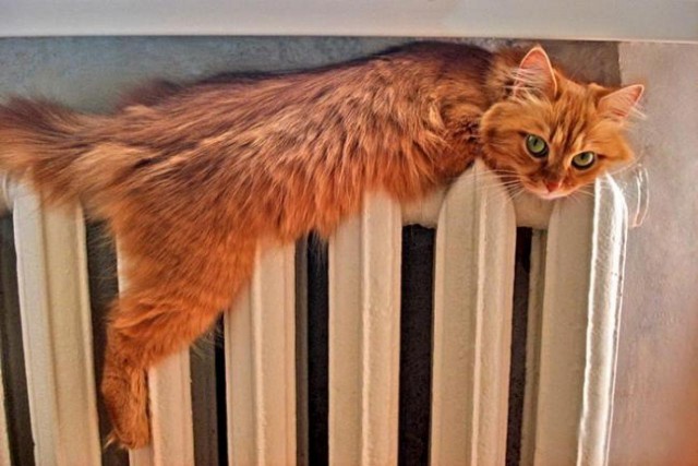 Прикольных котов пост