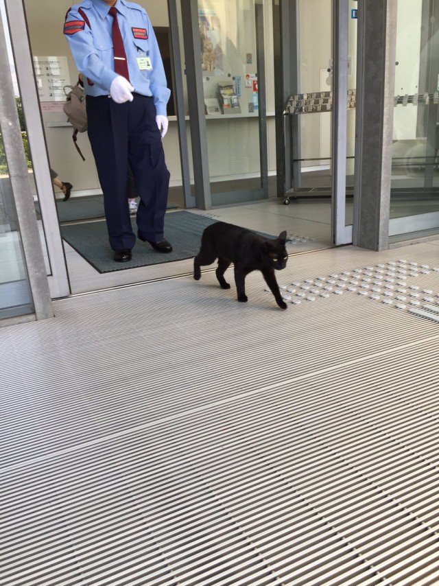 В Японии два кота постоянно пытаются попасть в местный музей, но их не пускают охранники. За «войной» следят тысячи людей