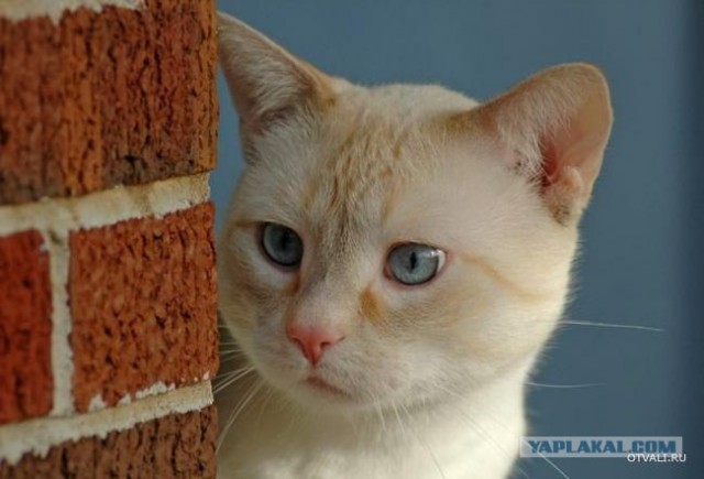 Профессиональный котовторник
