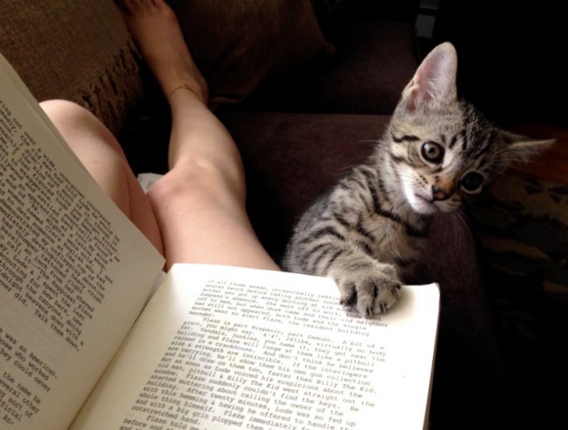 Прикольных котов пост