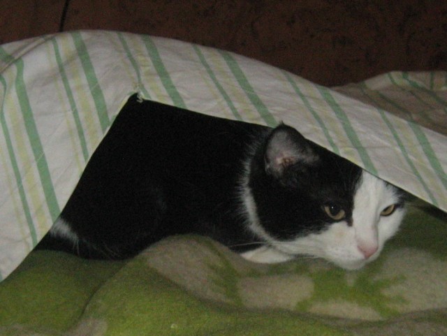 Котовторник 10.04.2012