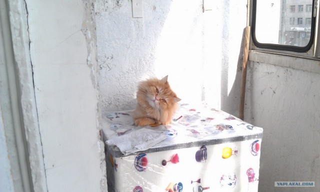 Котовторник 1 мая 2012