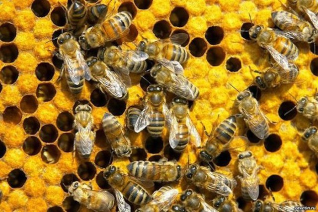 Интересные факты от National Geographic
