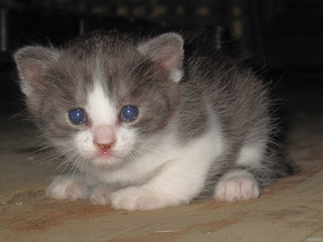 Котовторник  12. 06. 2012