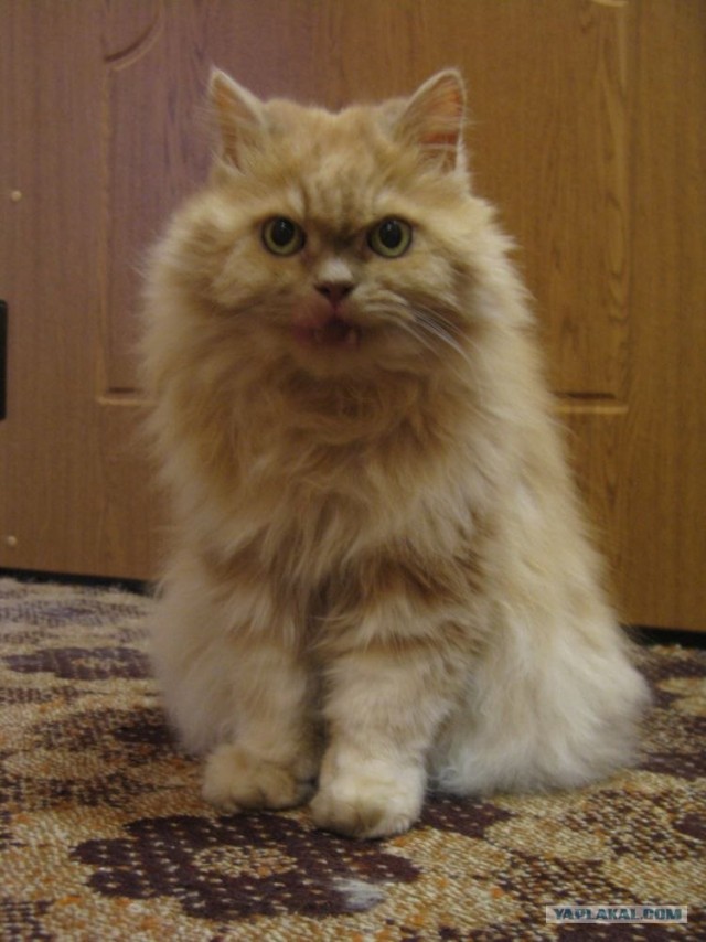 Котовторник 10. 07. 2012