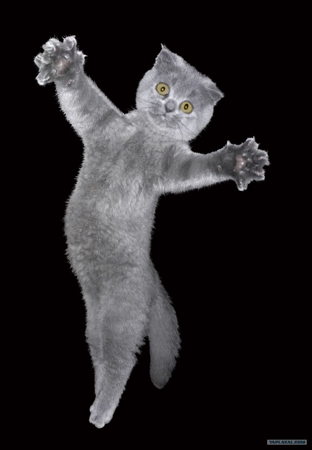 Ох уж эти коты :3