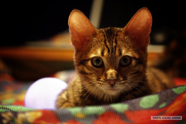 Котовторник 12.02.13