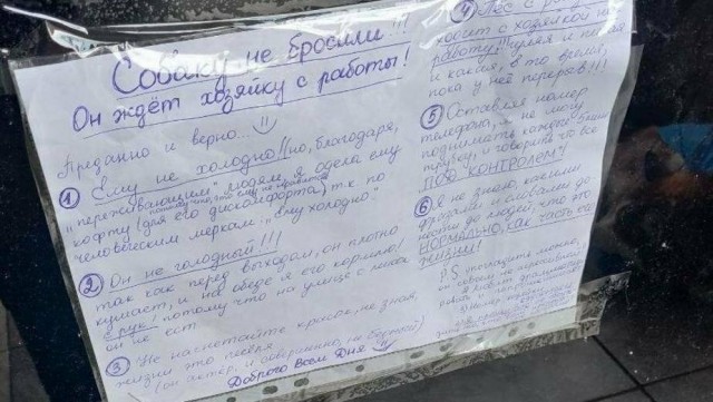 В Калининграде хаски в свитере ежедневно ждёт хозяйку у работы по 8 часов. Ей пришлось повесить обращение к прохожим