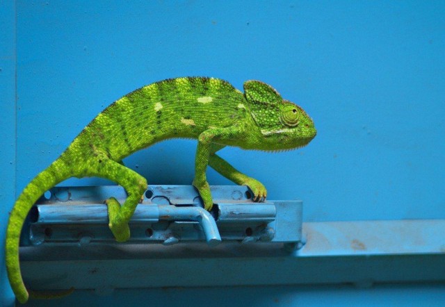 Живность из сети