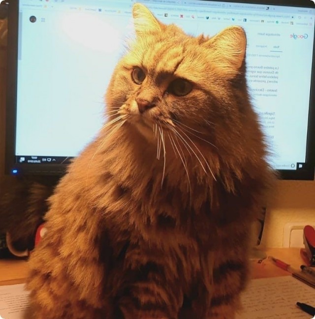 Котофеев пост
