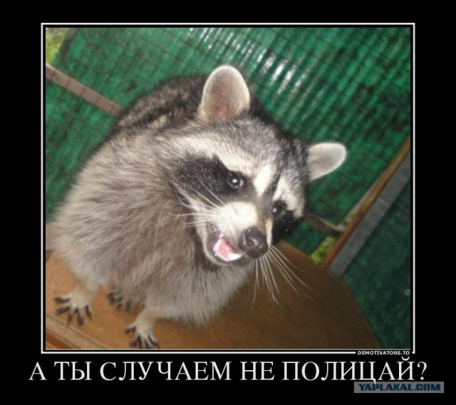 "Ханна Монтана"- репеллент от енотов.