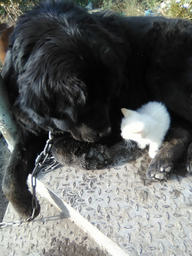 В Челябинской области собака выхаживает брошенного котёнка