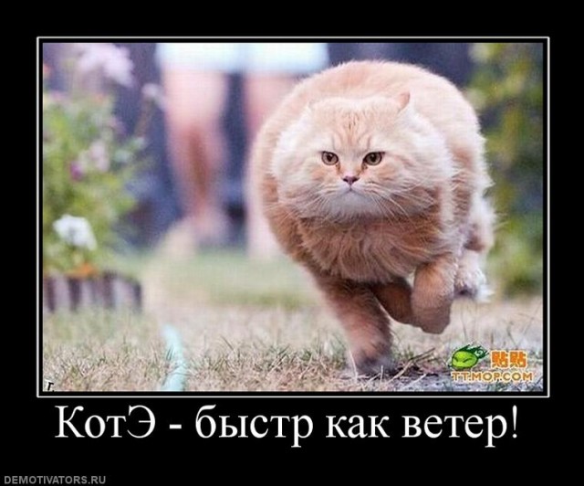 Тигр на охоте