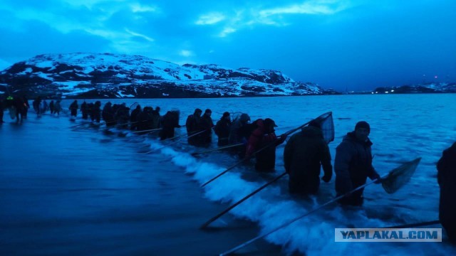 На побережье Корсаковского района на Сахалине селедку собирают ведрами