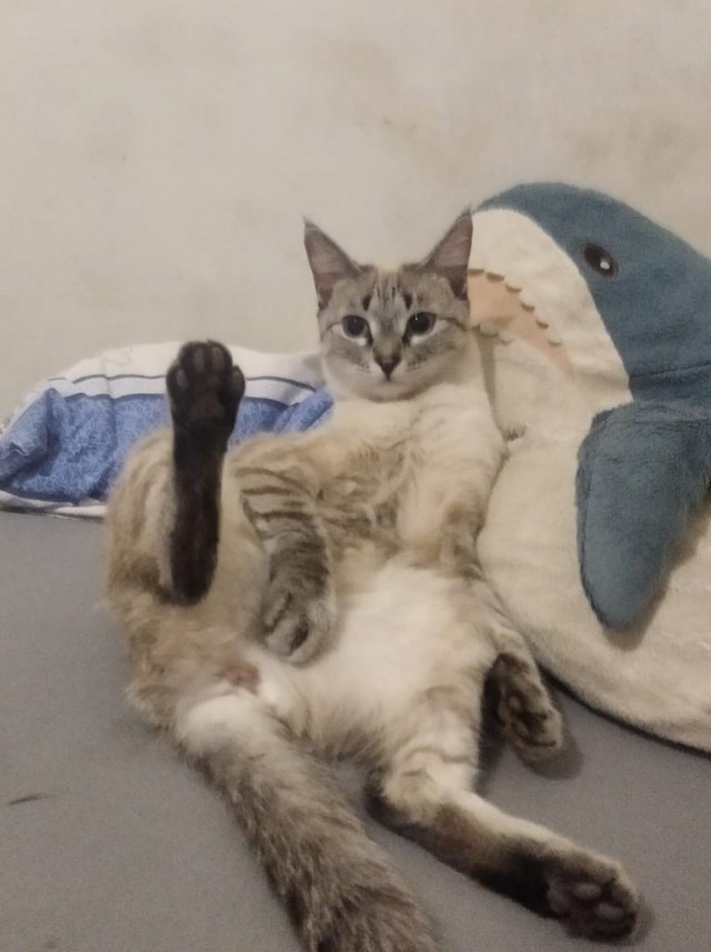 Котовторник. Поговорим о кличках, друзья