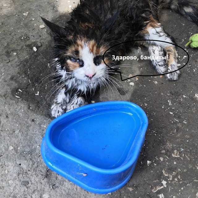 Пожарные Крыма спасли задыхавшихся в огне котят