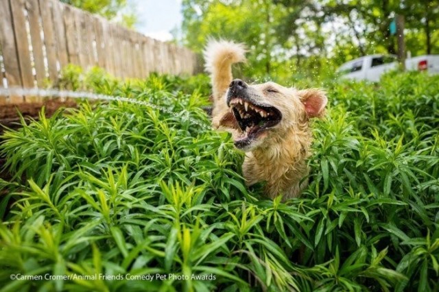 Уморительные снимки животных с конкурса Comedy Pet Photo Awards 2021