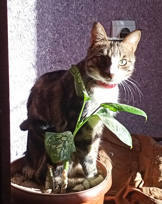 К котовторнику