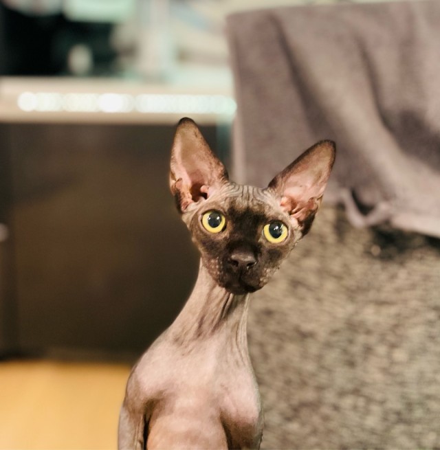 Вторник. Котэ. Пора