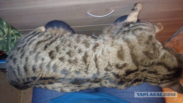 Первый котовторник 2022