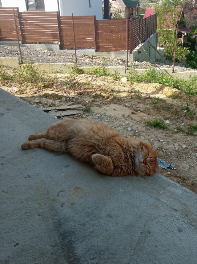 Вот она, циничная жестокость