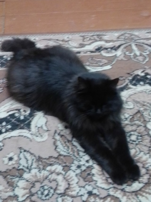 МИРУ - МИР ! Котикам - котовторник !