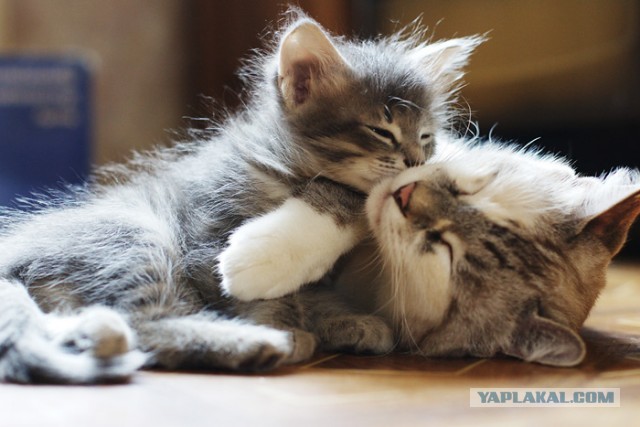 Котики не имеют национальности!!