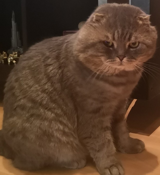 Где месяц шлялся?