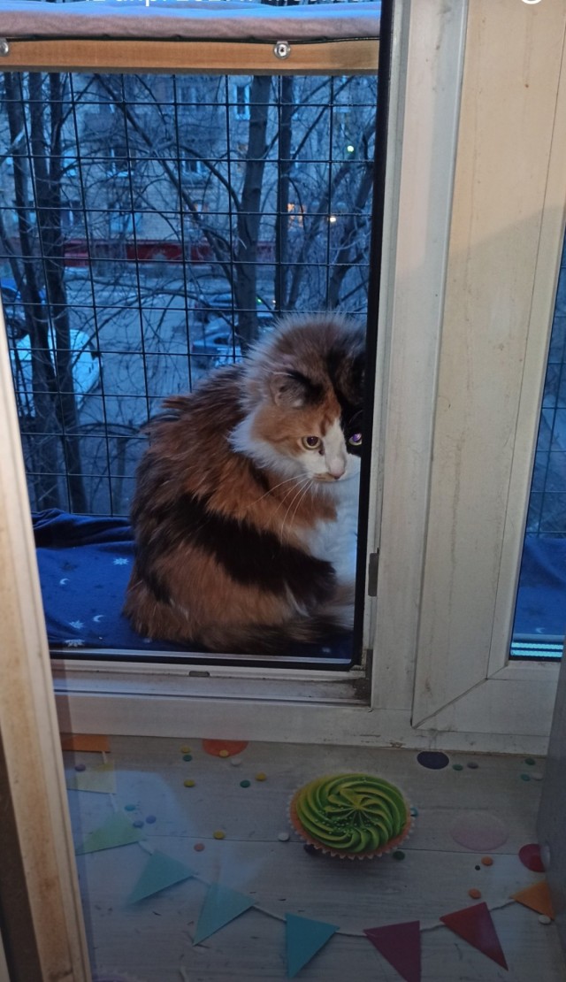 С праздником и котофторником!