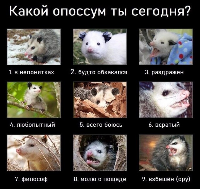 Так себе картинки 11.06.22