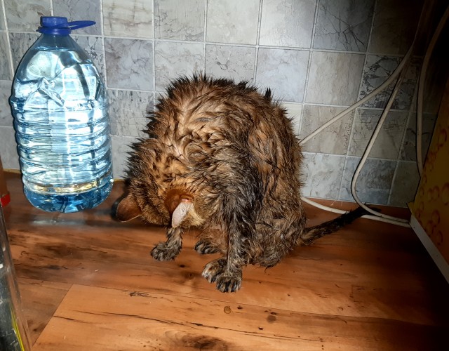 Котовторнику быть