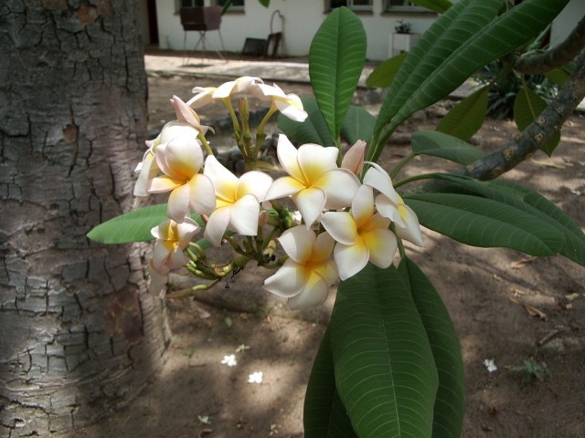 Апельсиние цветы