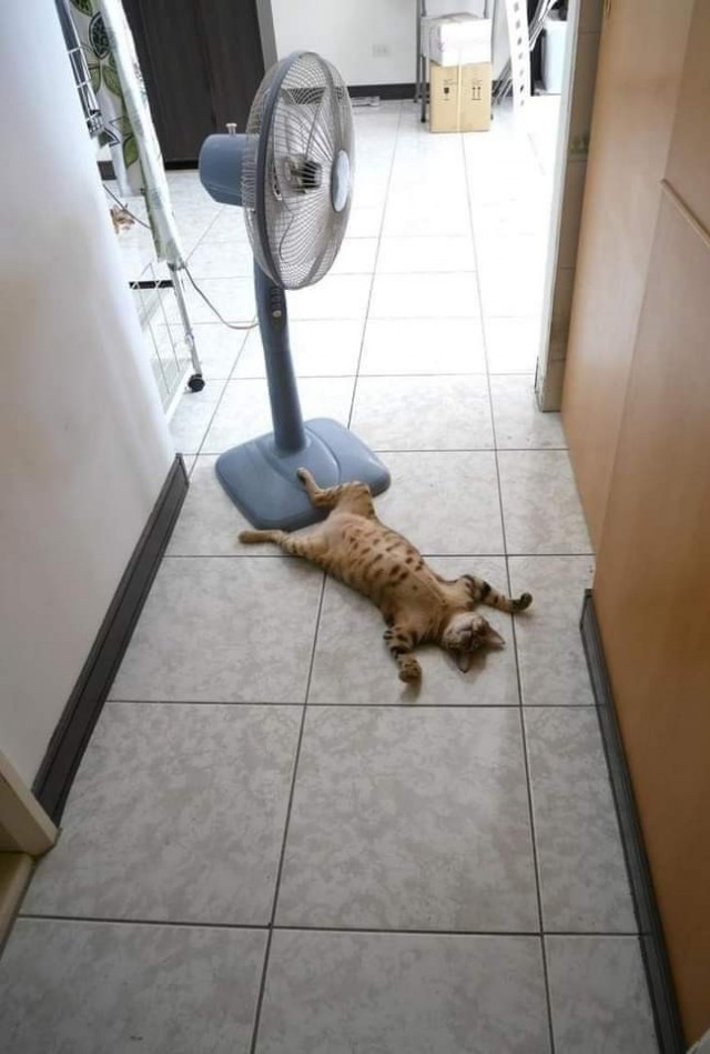 К котофторнику
