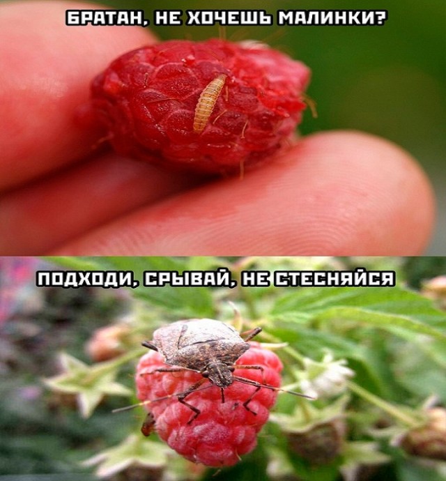 Картинки и мемы для настроения - 19