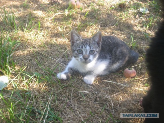 Жизнь домашнего приюта для котеек 408
