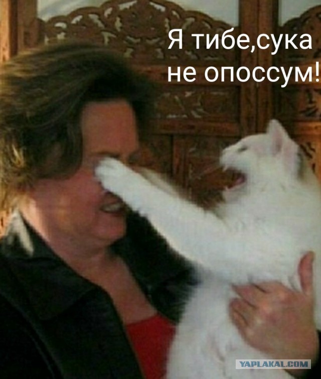 Поймал мужик опоссума