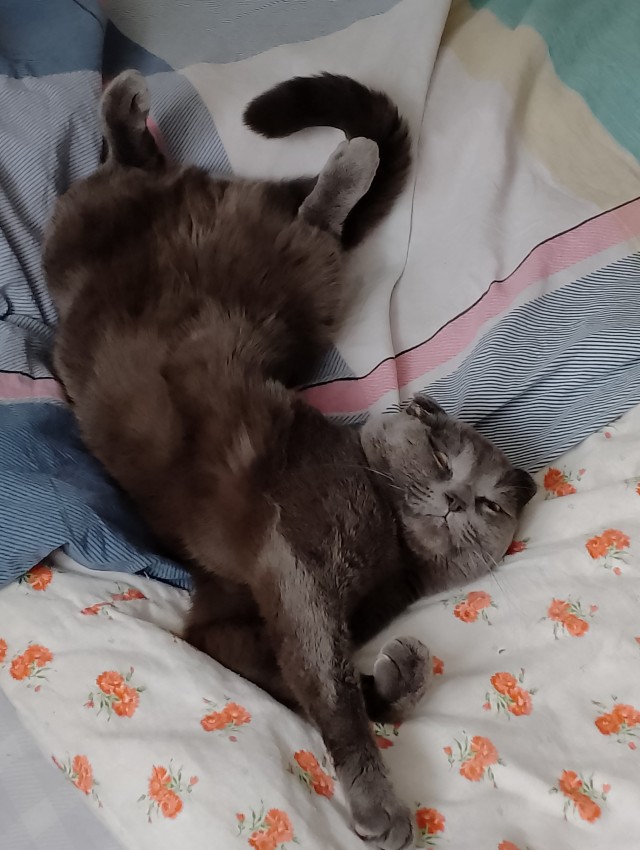 Коточетверг!